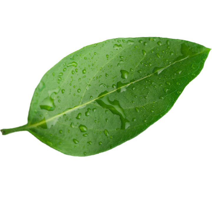 EcoInvest Logo
